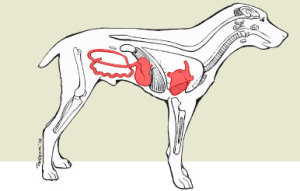 Parvovirus feces hot sale